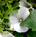 Peach Melba 4.webp