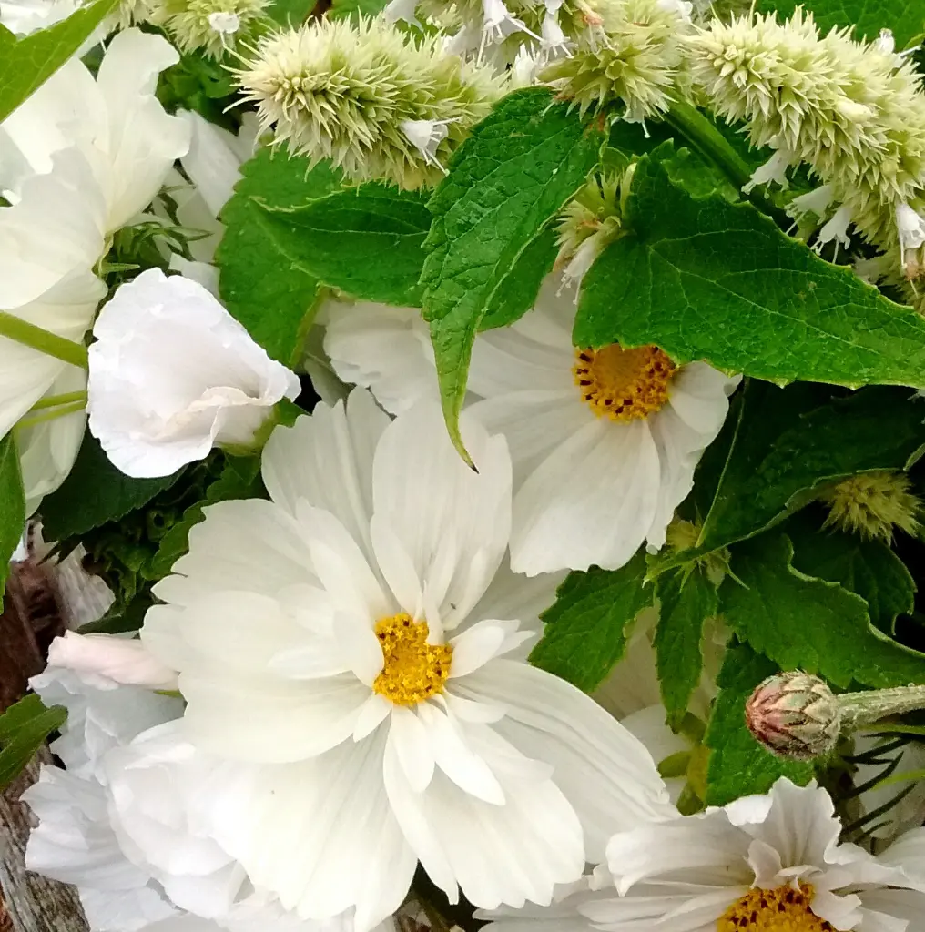 Peach Melba 5.webp