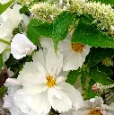 Peach Melba 5.webp