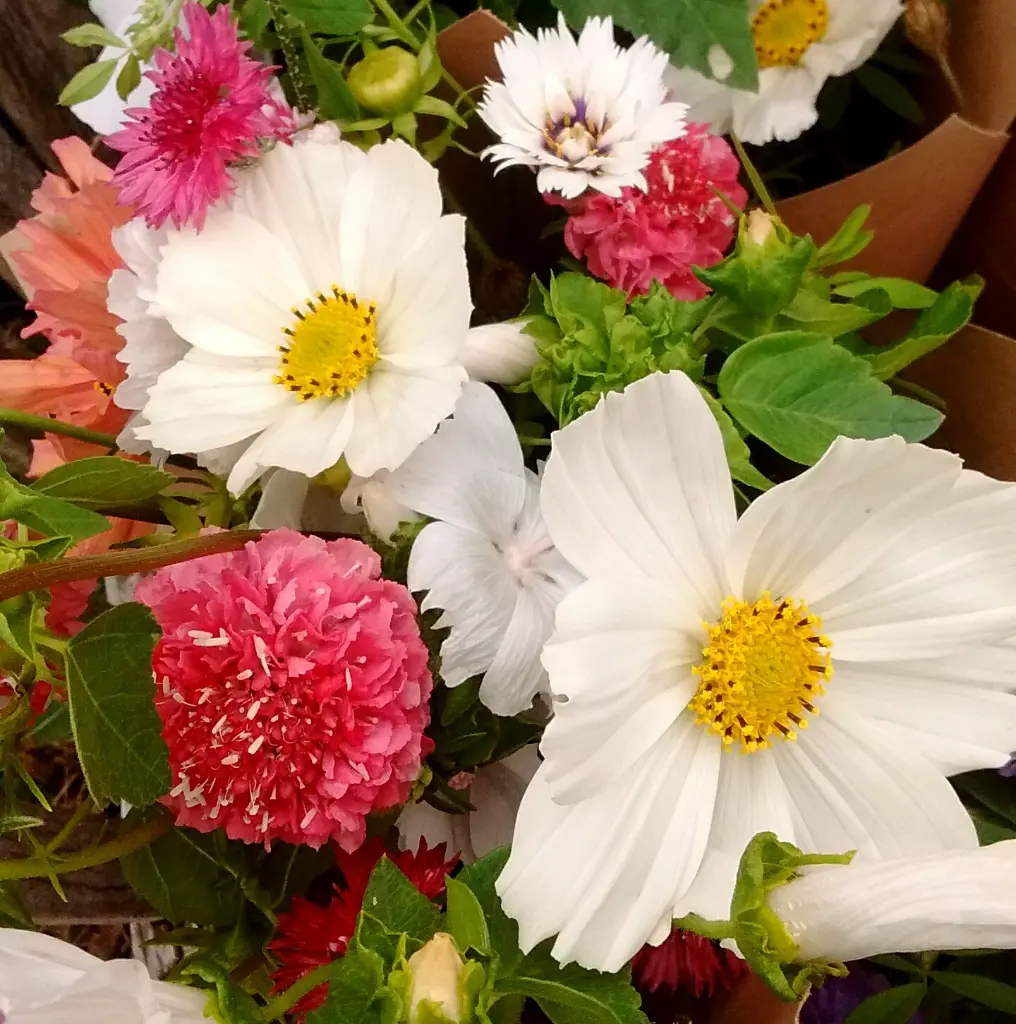 Peach Melba 3.webp