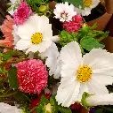 Peach Melba 3.webp