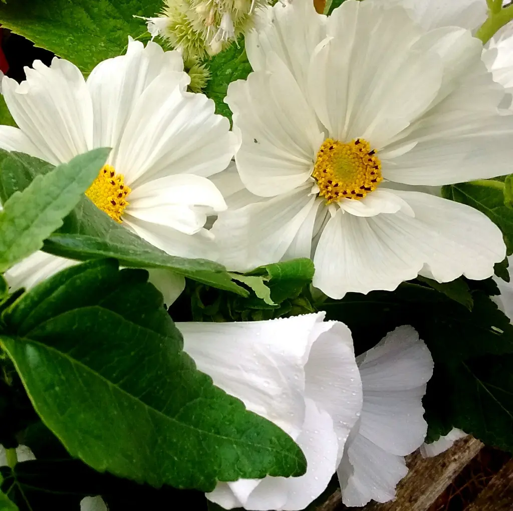 Peach Melba 8.webp