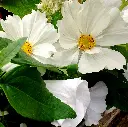 Peach Melba 8.webp