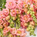 Peach Melba 2.webp