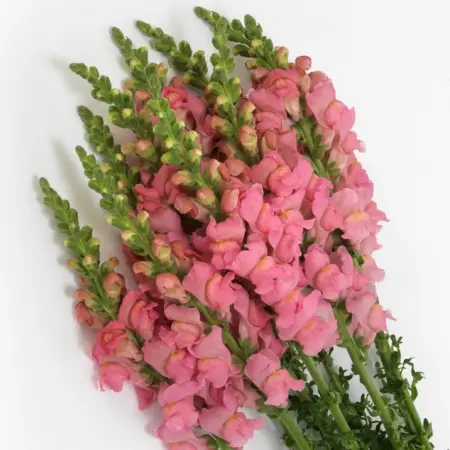 Peach Melba 6.webp