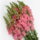 Peach Melba 6.webp