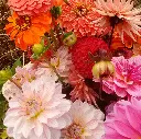 Beauty of Autumn 3.webp