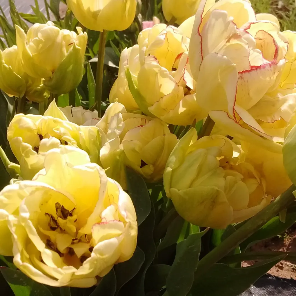 Peaches & Cream 7.webp