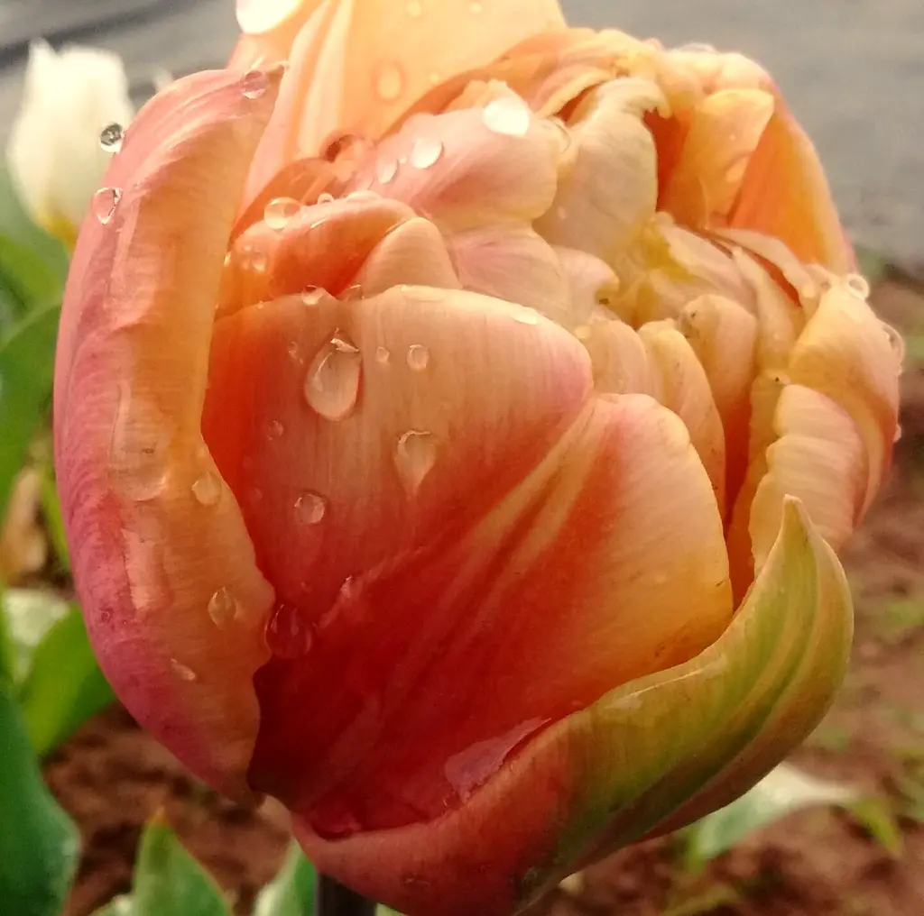 Peaches & Cream 4.webp