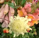 Mid June 2.webp