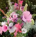 Early Aug 3.webp
