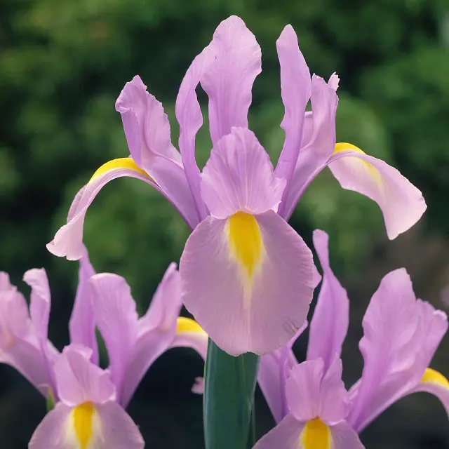 Dutch Iris Rosario JPW.webp