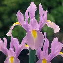 Dutch Iris Rosario JPW.webp
