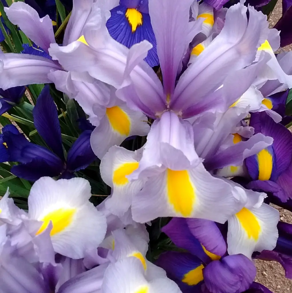 May early 3 FF.webp