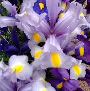 May early 3 FF.webp