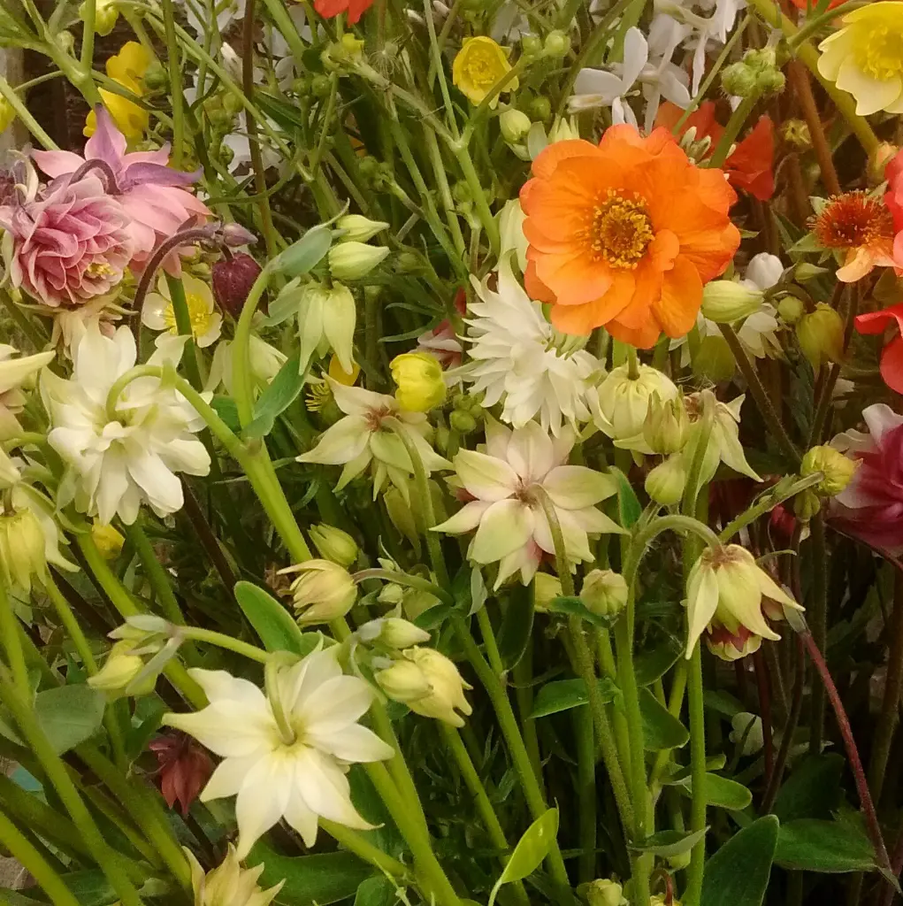 Irises & Country Garden 5.webp