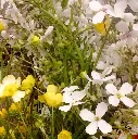Irises & Country Garden 6.webp