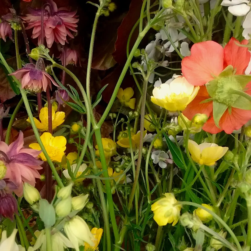 Irises & Country Garden 7.webp