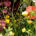 Irises & Country Garden 7.webp