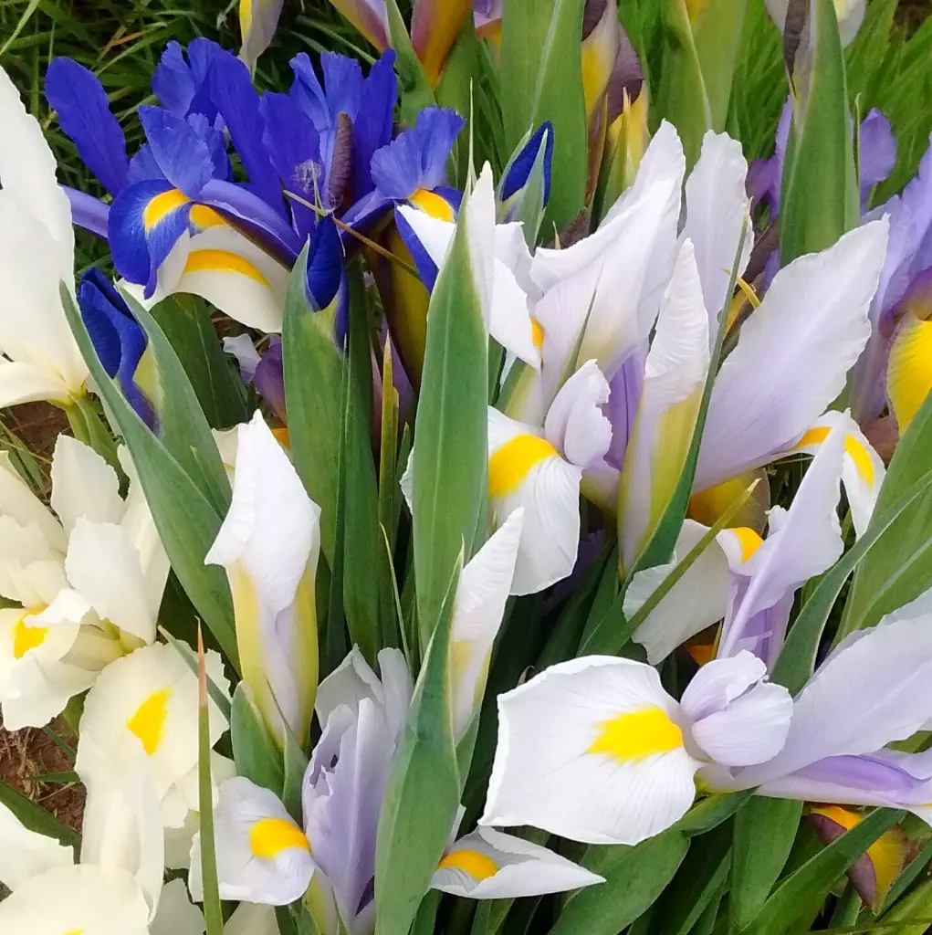 Irises & Country Garden 3.webp