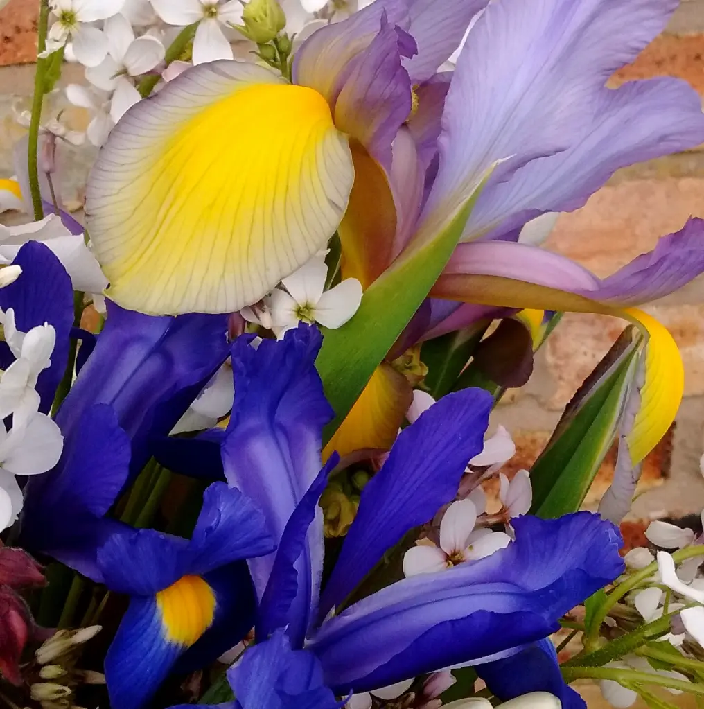 Irises & Country Garden 2.webp