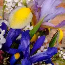 Irises & Country Garden 2.webp