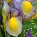 Irises & Country Garden 4.webp