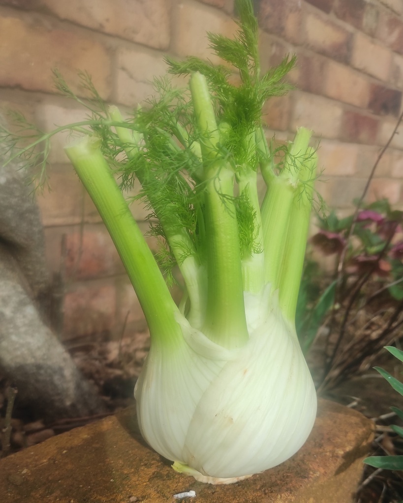 Fennel Bulb - Each