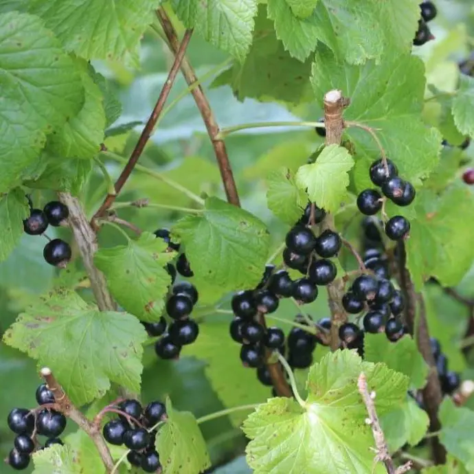 Blackcurrants 150g