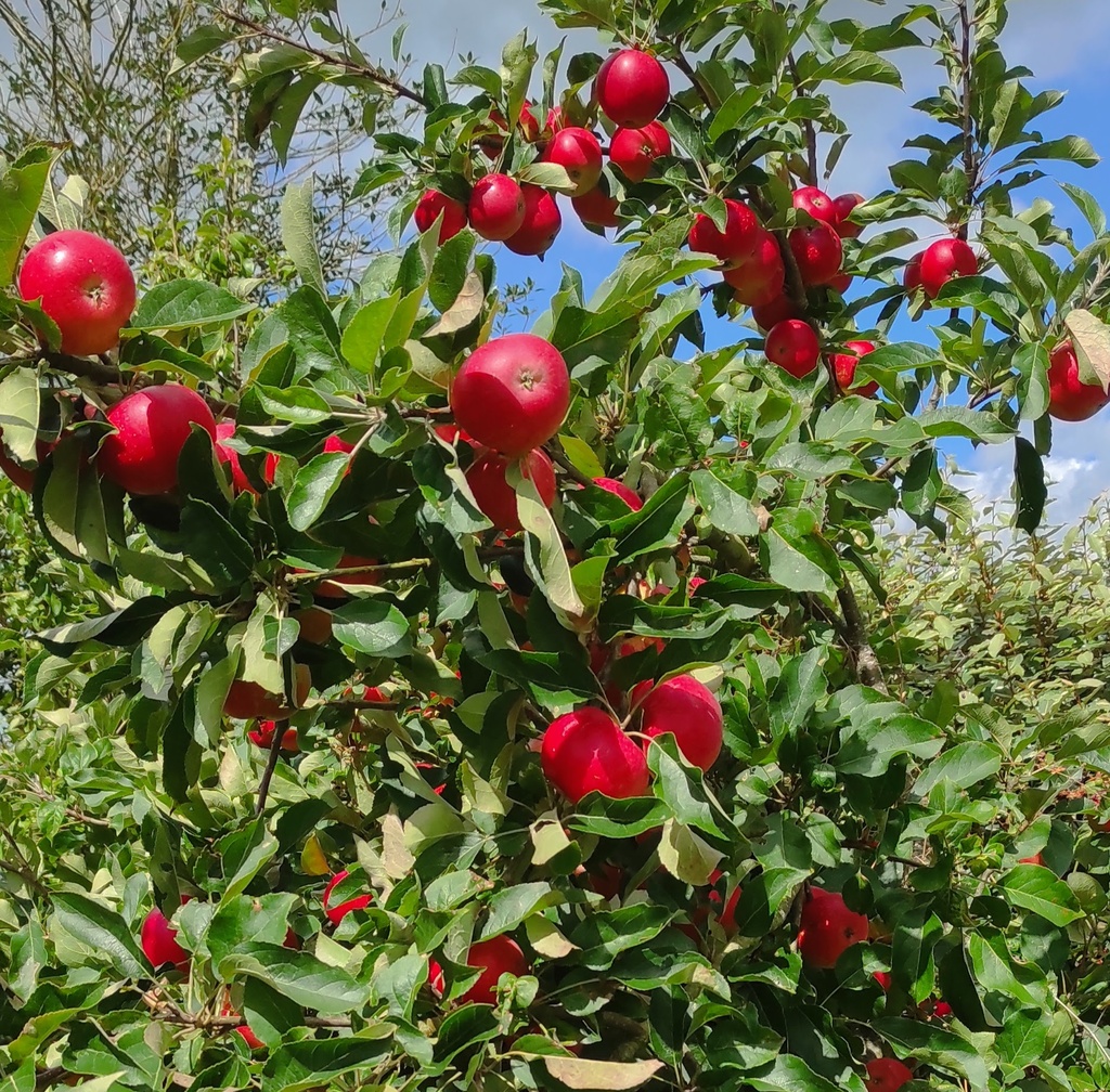 Apples - Cooking Bag