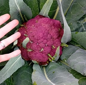 Cauliflower Purple Head