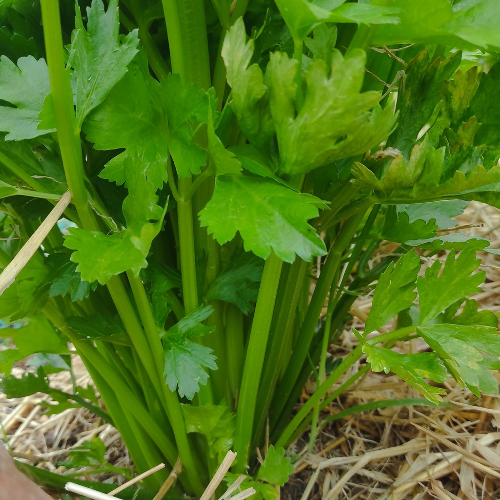 Celery bunch