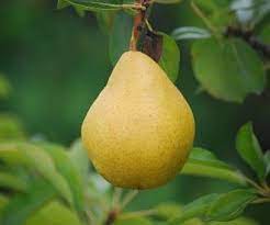 Pears Pack 400g