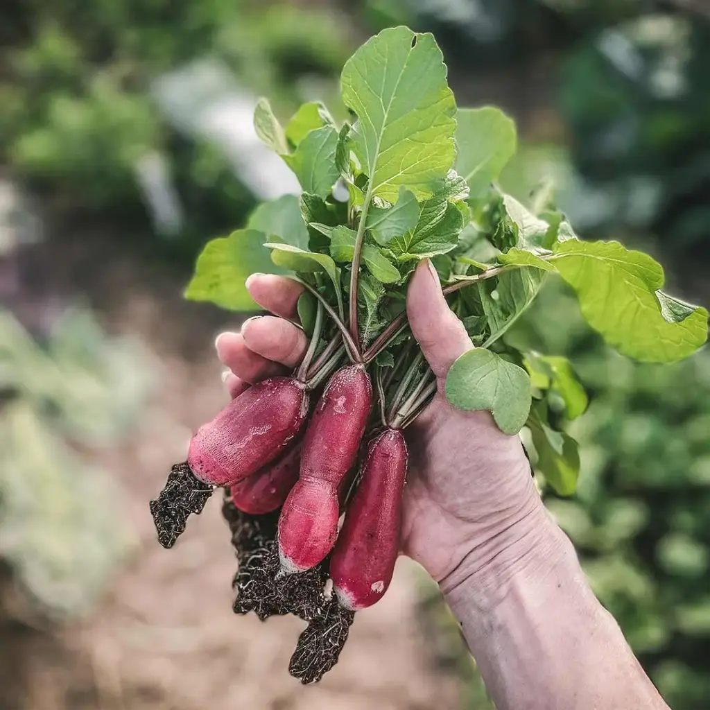 Radishes Pack 100g
