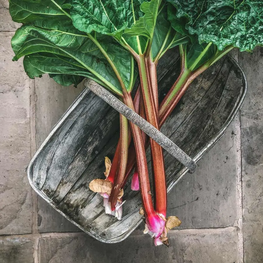 Rhubarb Pack 300g