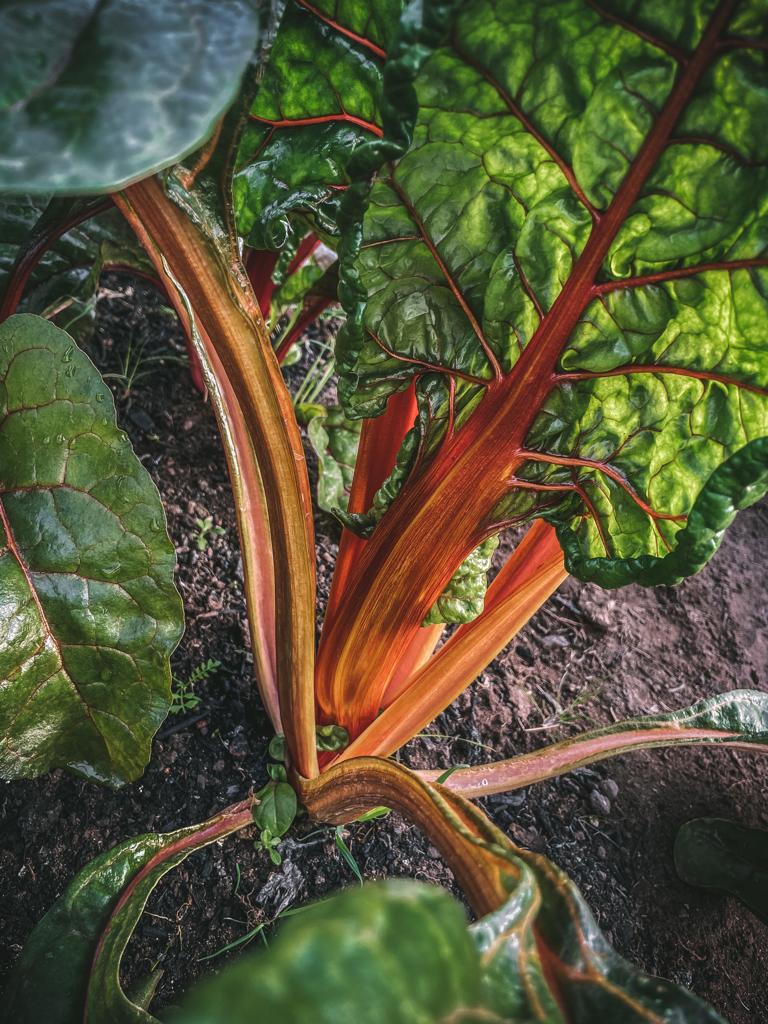 Chard Pack 200g