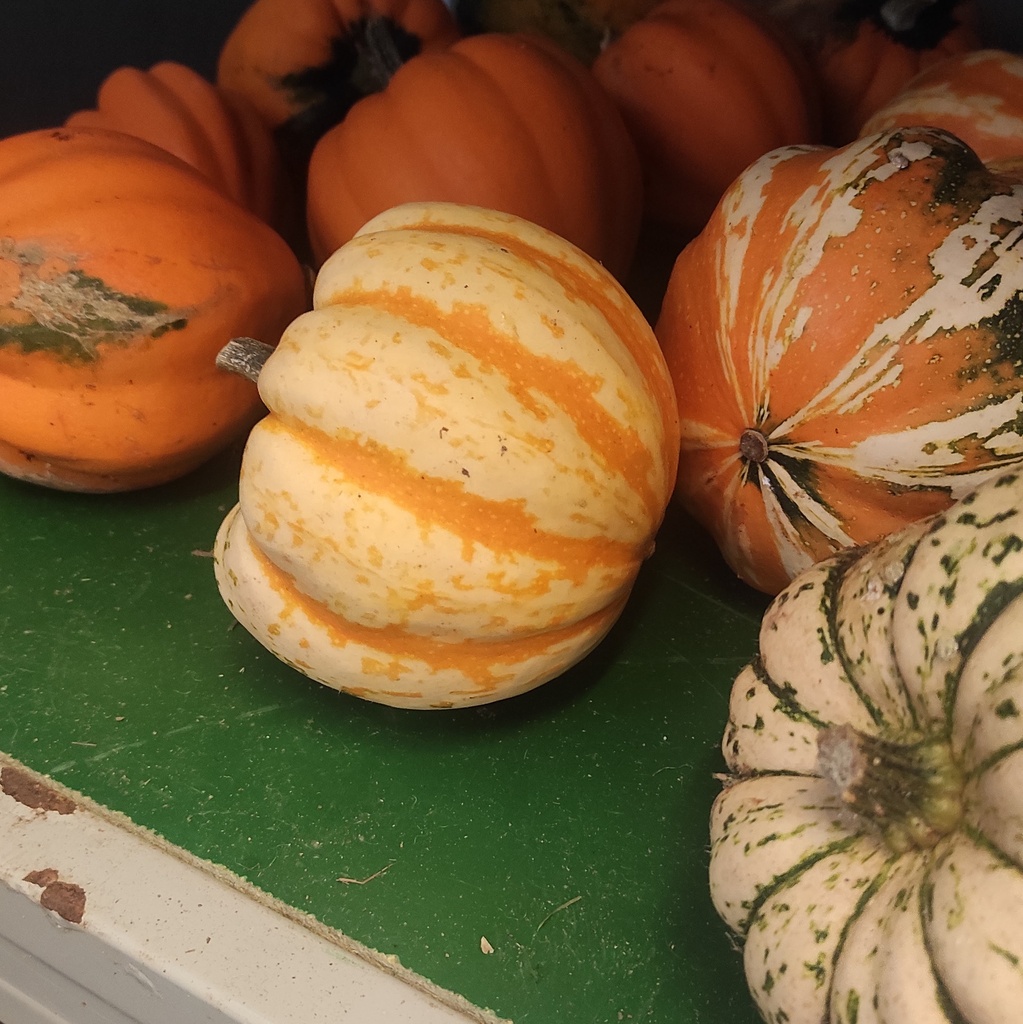 Squash (Ingredient)