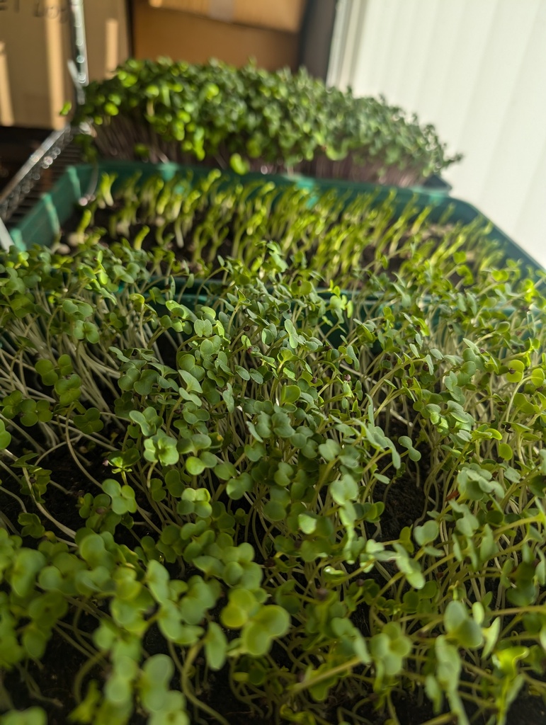 Salad - Pea shoots 45g