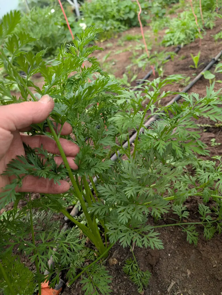 Baby Carrots with foliage Pack