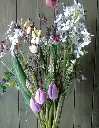 Fresh seasonal flowers - Dutch Irises & Tulips 