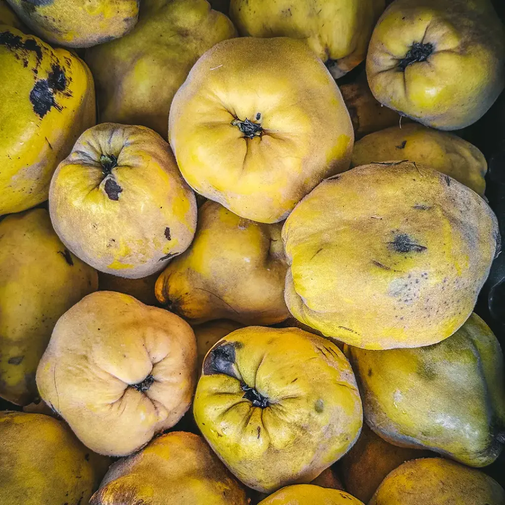 Quince  - 1kg - FREE