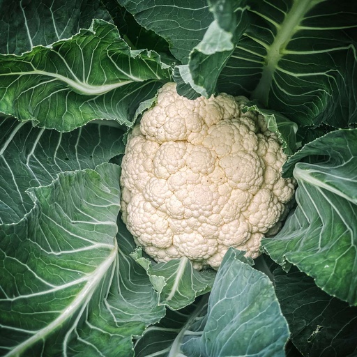 Cauliflower Head