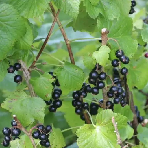 Blackcurrants 150g