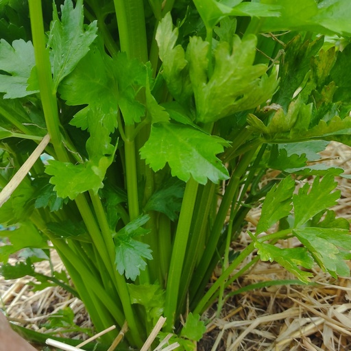 Celery bunch