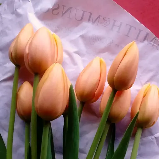 Fresh seasonal flowers - Dutch Irises & Tulips 