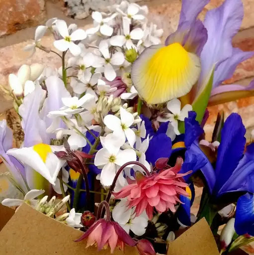 Irises & Country Garden Favourites